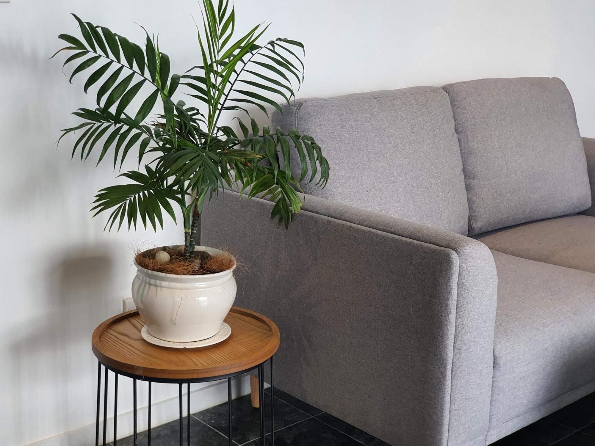 Alice House Hotel Auckland Ngoại thất bức ảnh
